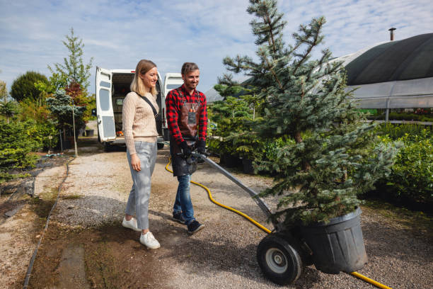 The Steps Involved in Our Tree Care Process in Ravenna, OH